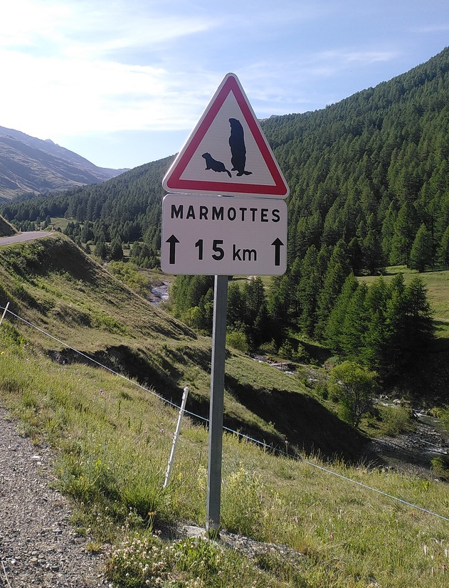 marmottes.jpg